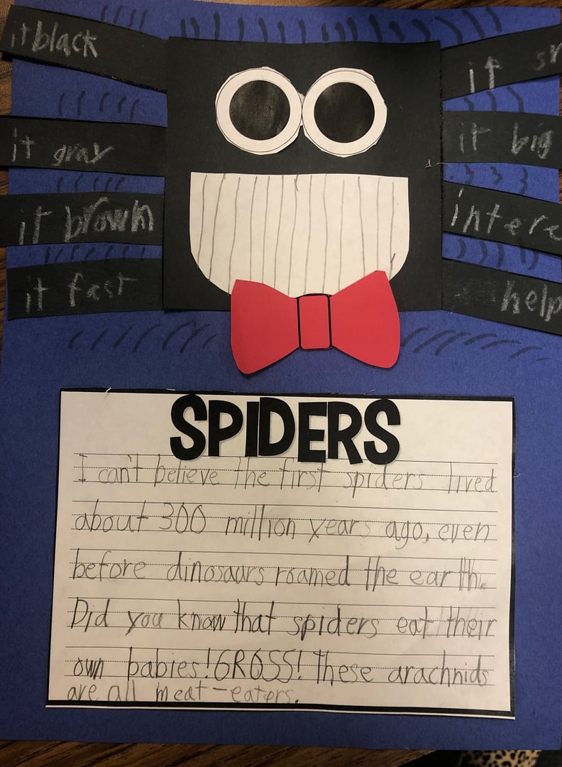 Informational Sentences All About Spiders