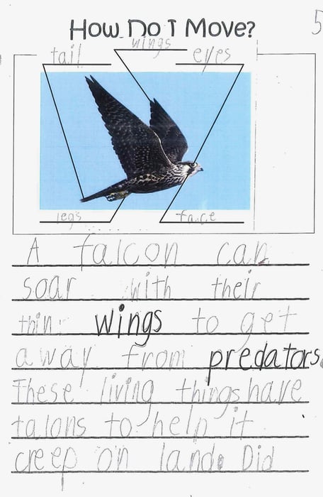 writing sample, Grade 1, science, vocabulary, sentence variety