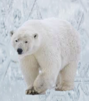 k1 Polar Bear